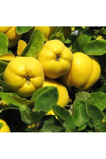 Айва грушевидна Румо на гілці з жовтими плодами